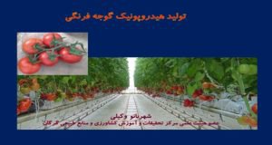 برگزاری وبینار آموزشی تولید هیدروپونیک گوجه ­فرنگی